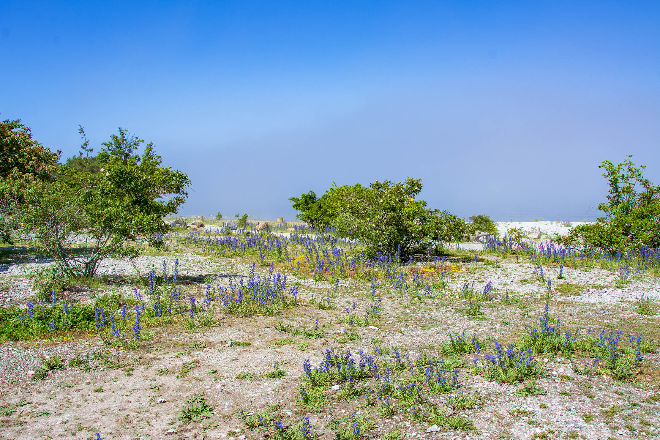 Blå Blommor Gotland