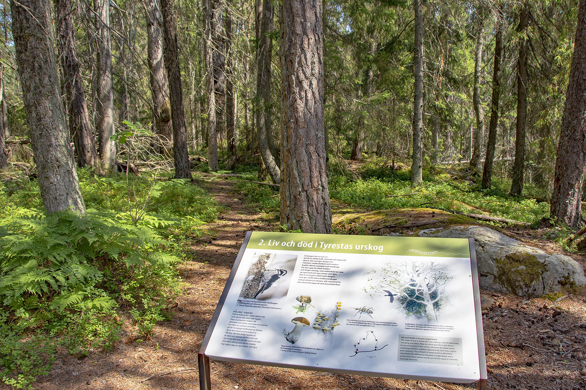 Urskogsstigen Tyresta