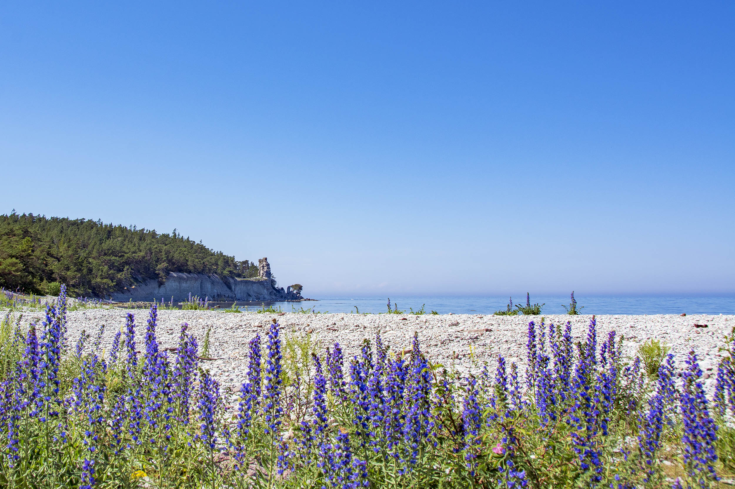 Blå blommor Gotland