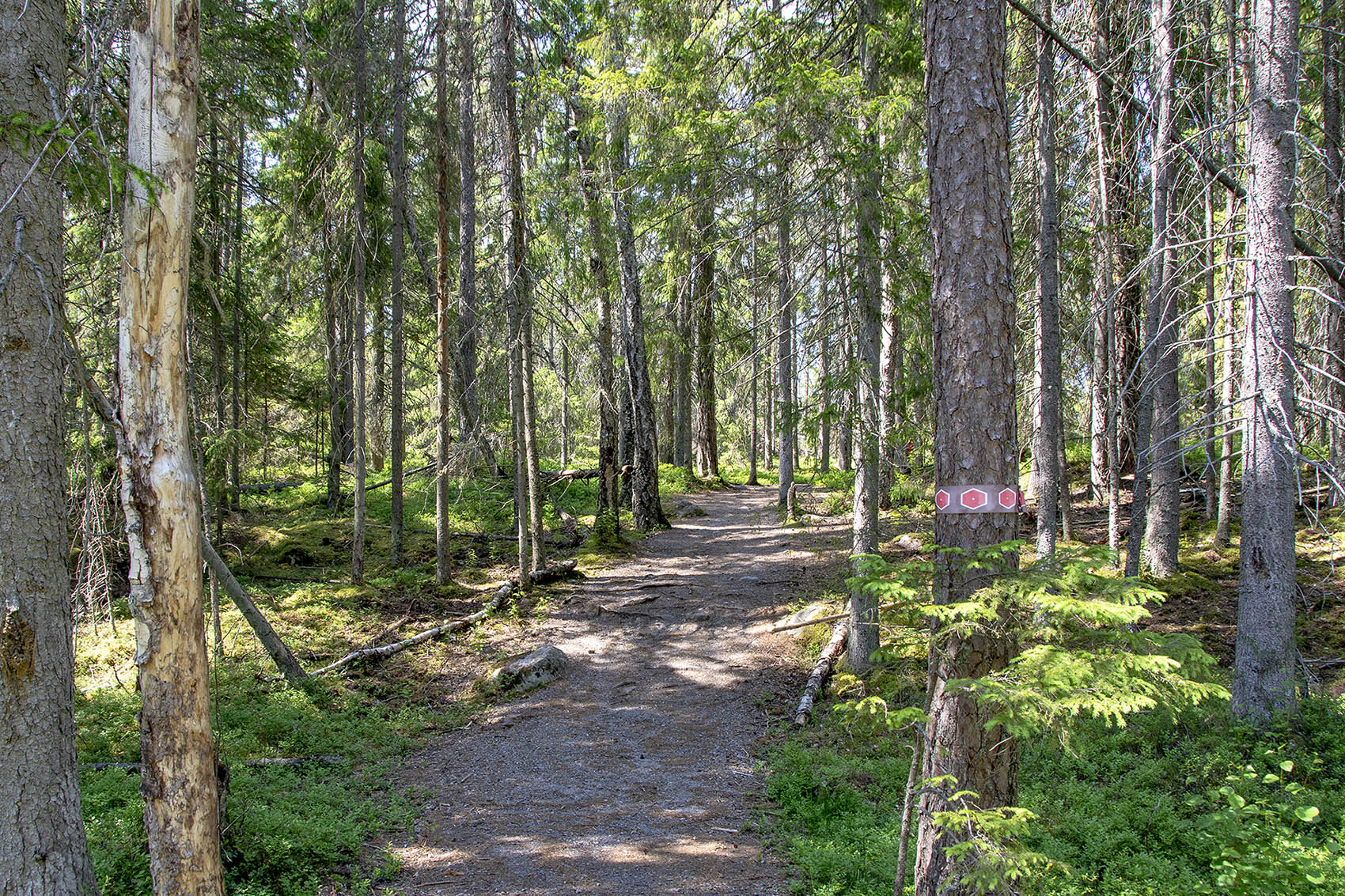 Urskogsstigen Tyresta