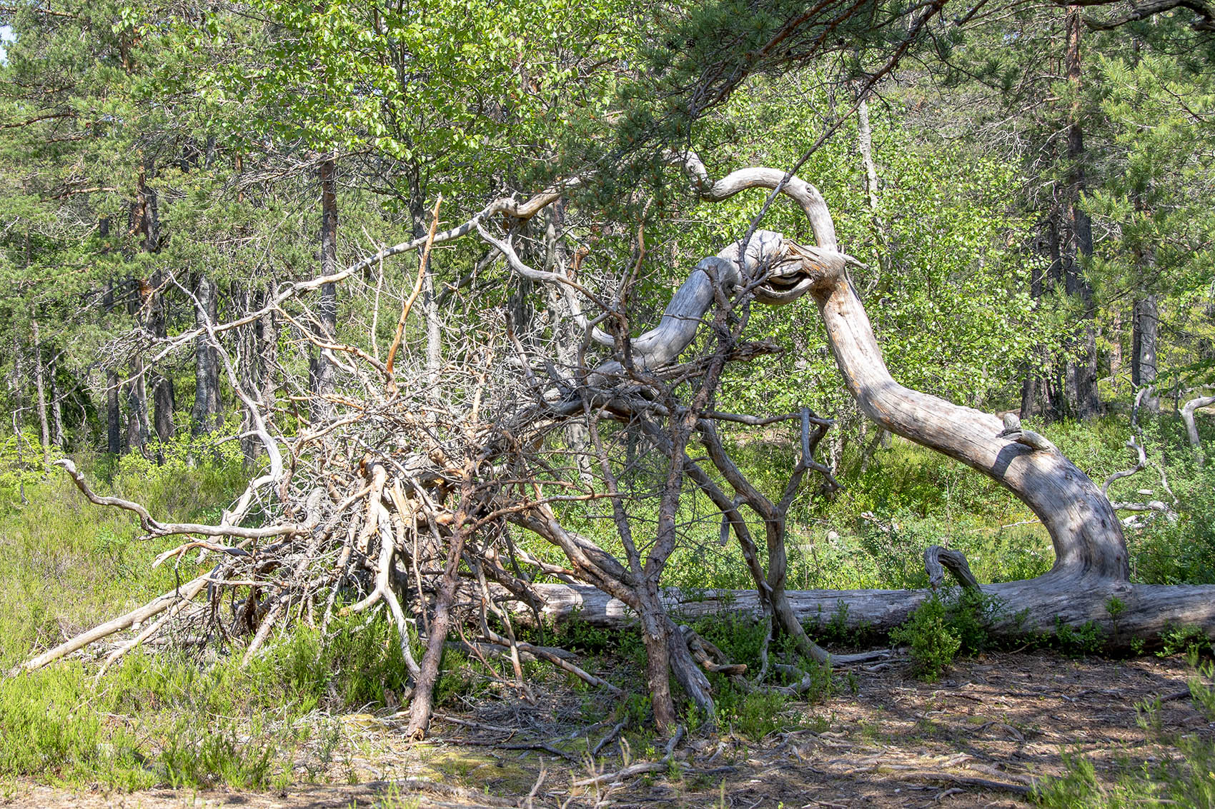 Urskogsstigen Tyresta