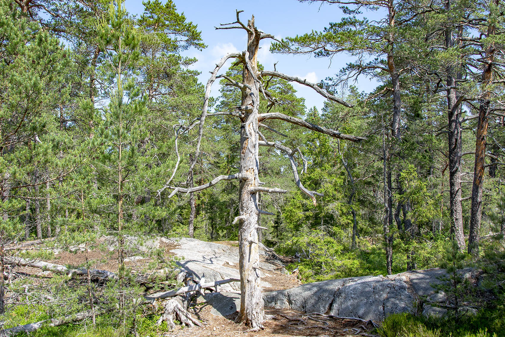 Urskogsstigen Tyresta