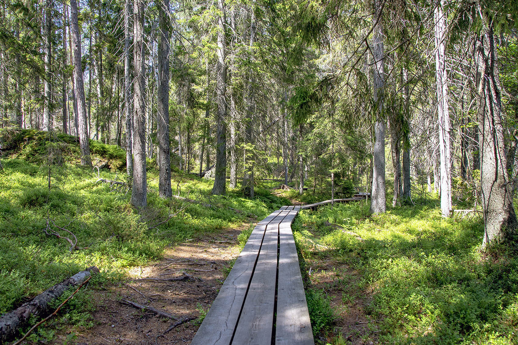 Urskogsstigen Tyresta