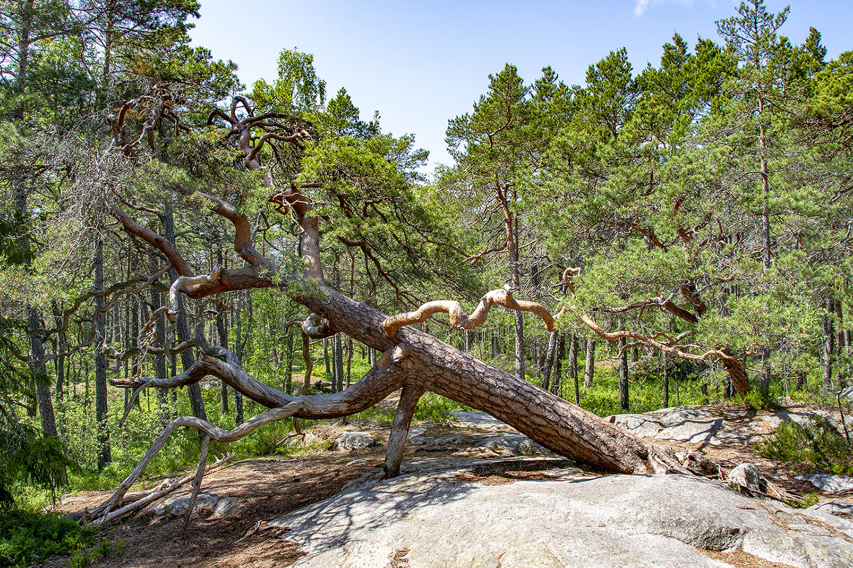 Urskogsstigen Tyresta