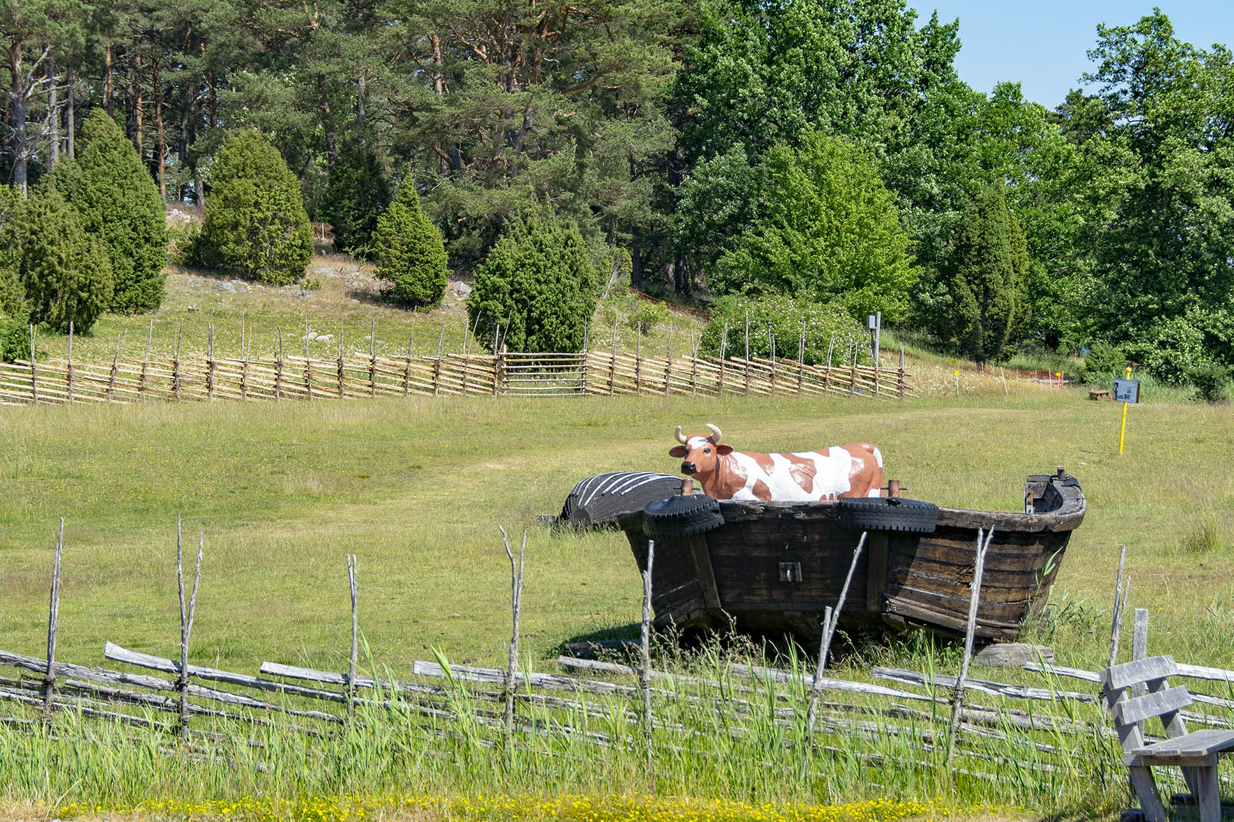 Ko på upplevelseleden i Stendörrens naturreservat. 