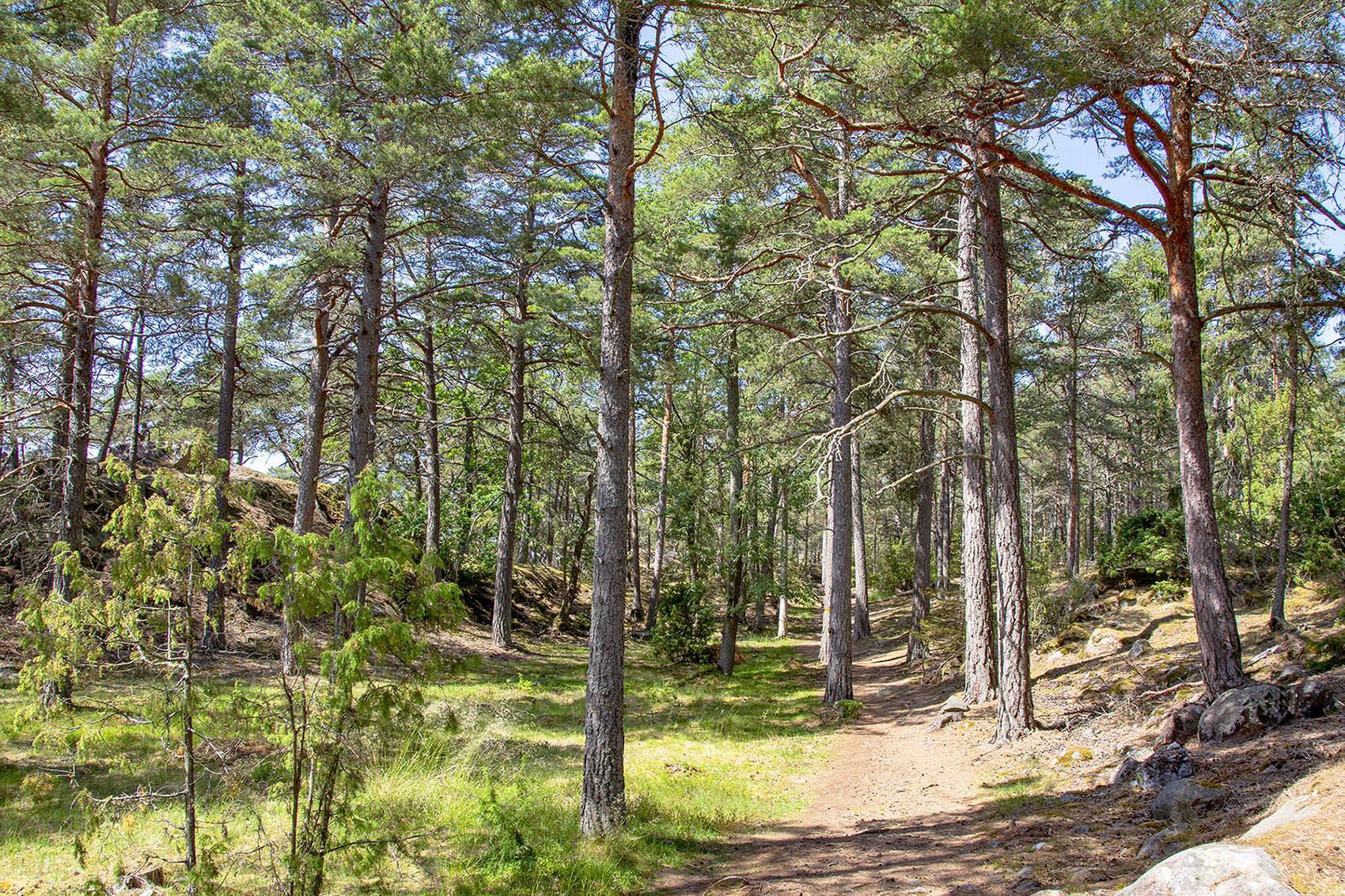 Skog på stigen mellan Naturum och Stora Krokholmen. 