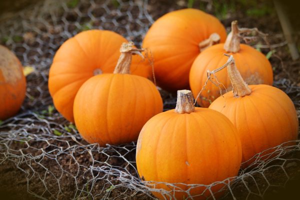 Pumpor