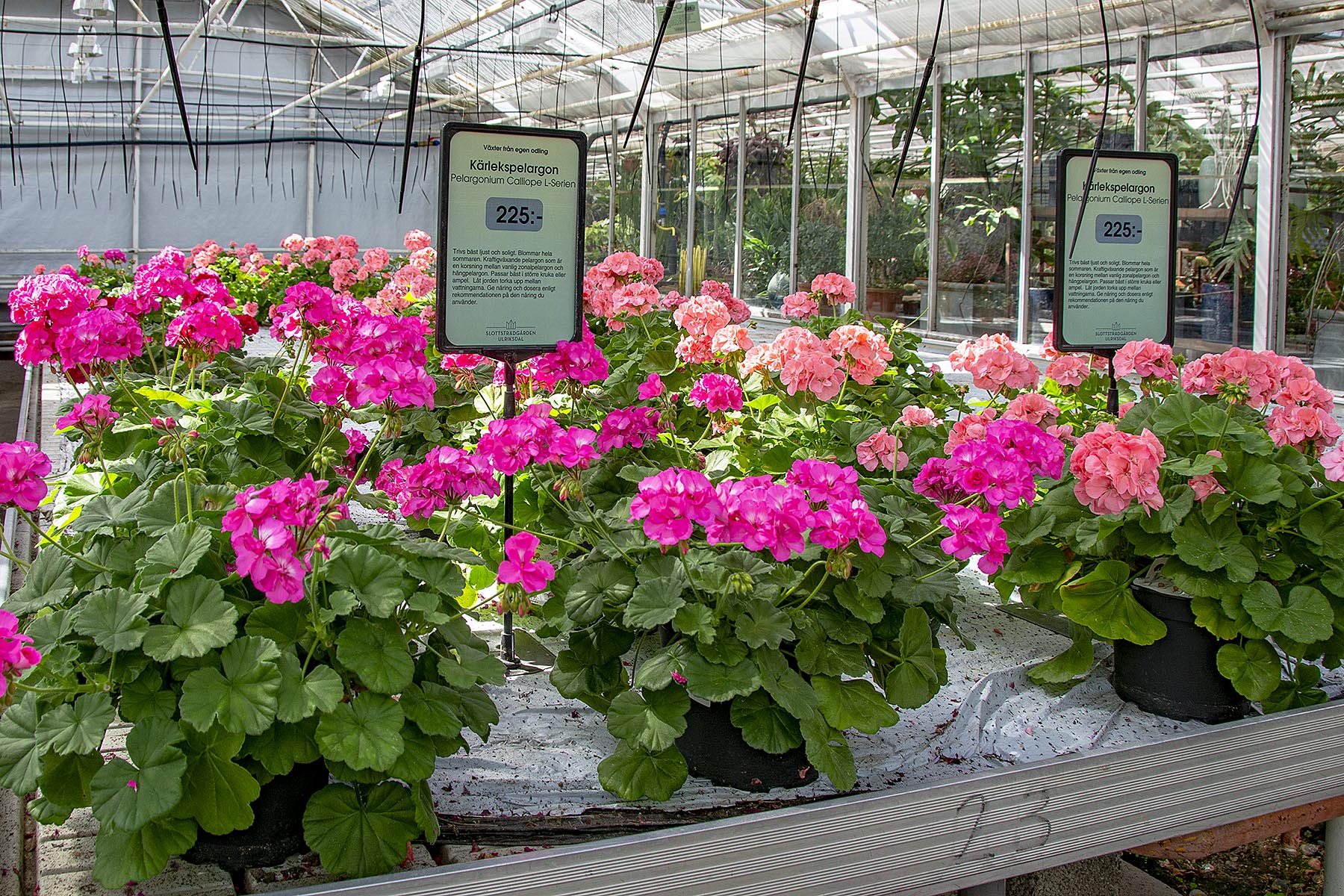 Pelargoner Ulriksdal