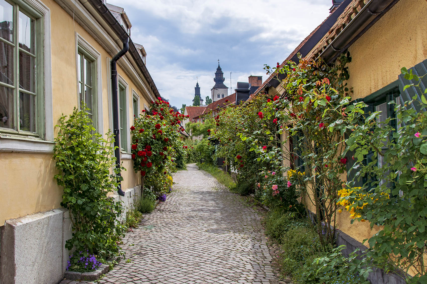 Rosor på Fiskargränd i Visby