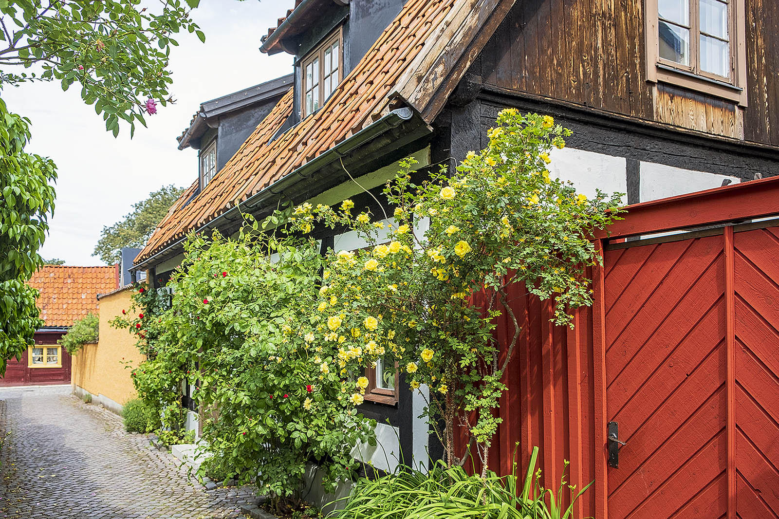 Rosor på Fiskargränd i Visby