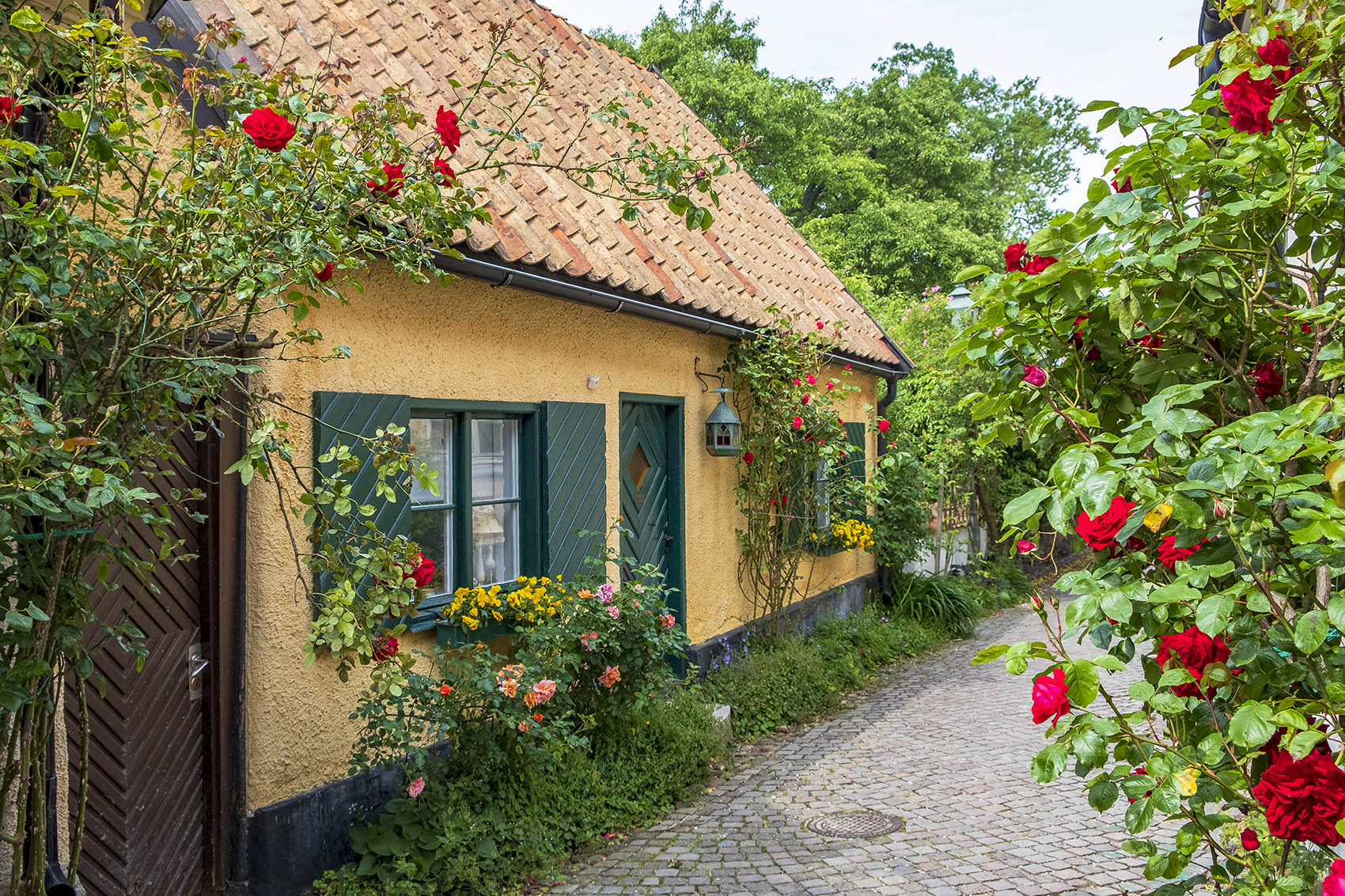 Gult hus med rosor på Fiskargränd