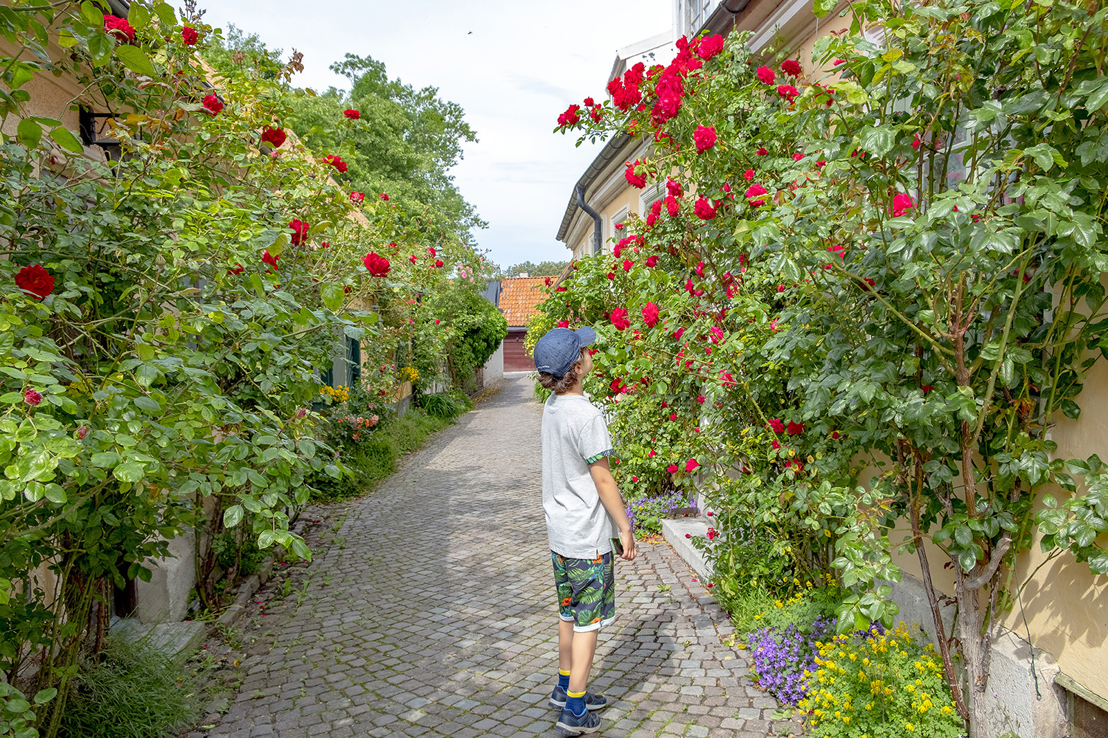 Rosor på Fiskargränd i Visby