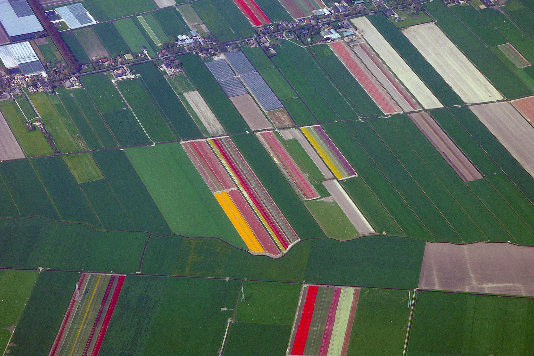 Tulpanodlingar Holland