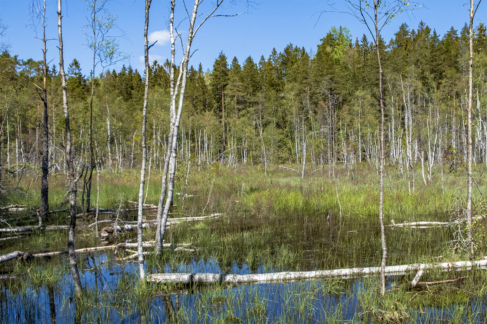 Barnvagnsslingan Tyresta Nationalpark