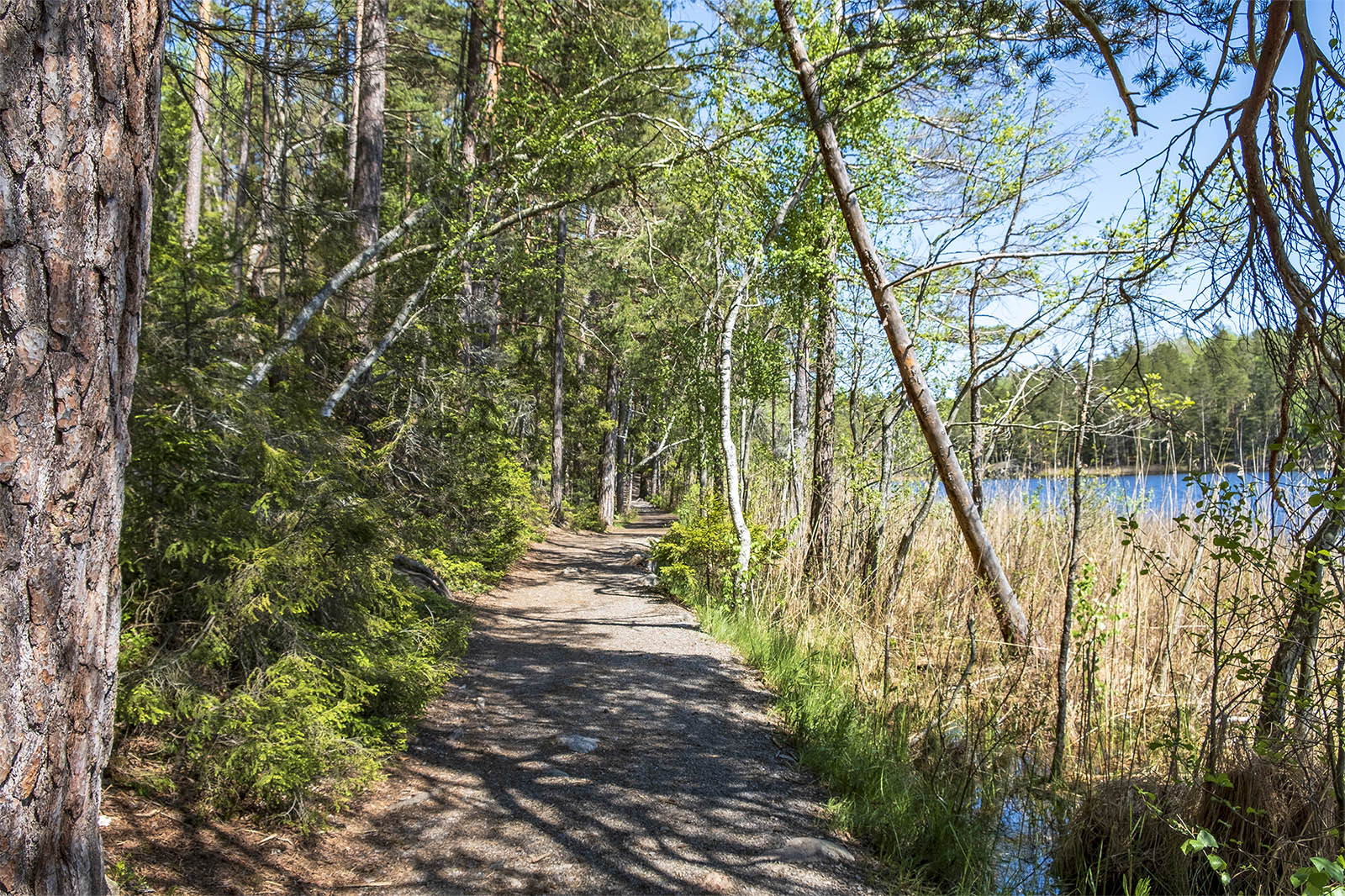 Barnvagnsslingan Tyresta Nationalpark