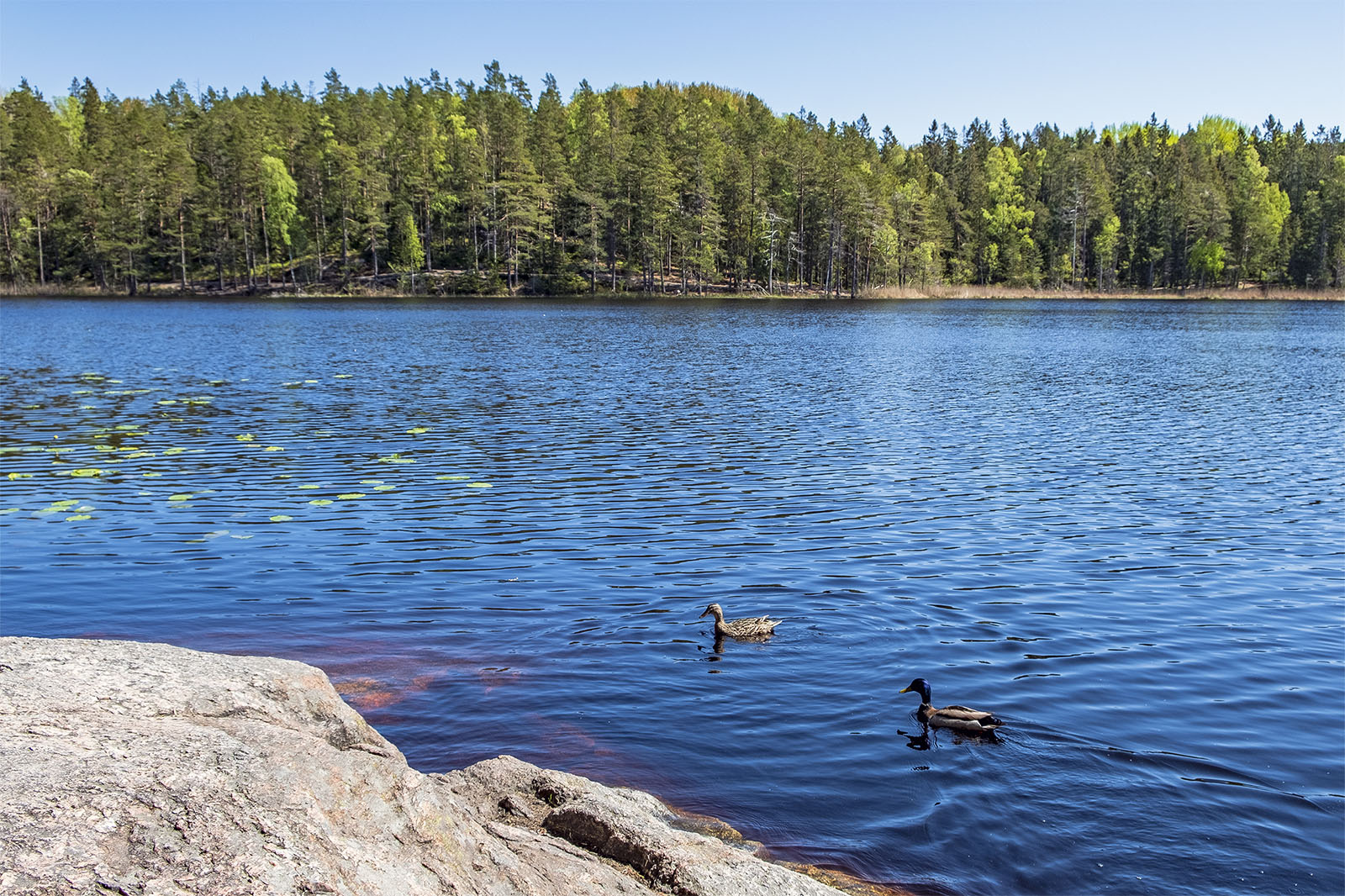 Barnvagnsslingan Tyresta Nationalpark