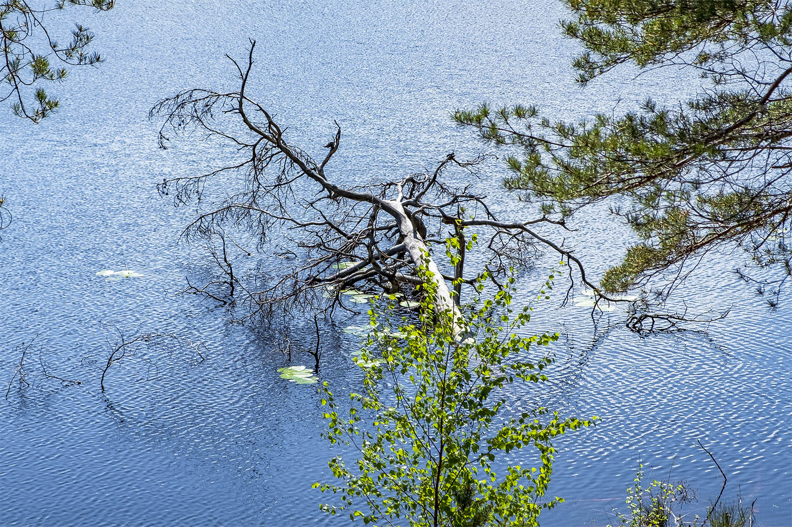 Bylsjön Tyresta