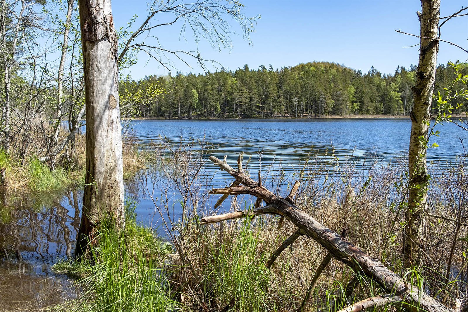 Barnvagnsslingan Tyresta Nationalpark