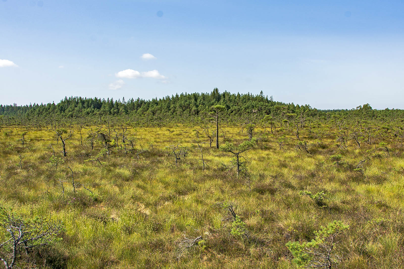 Svartgölsleden Store Mosse Nationalpark