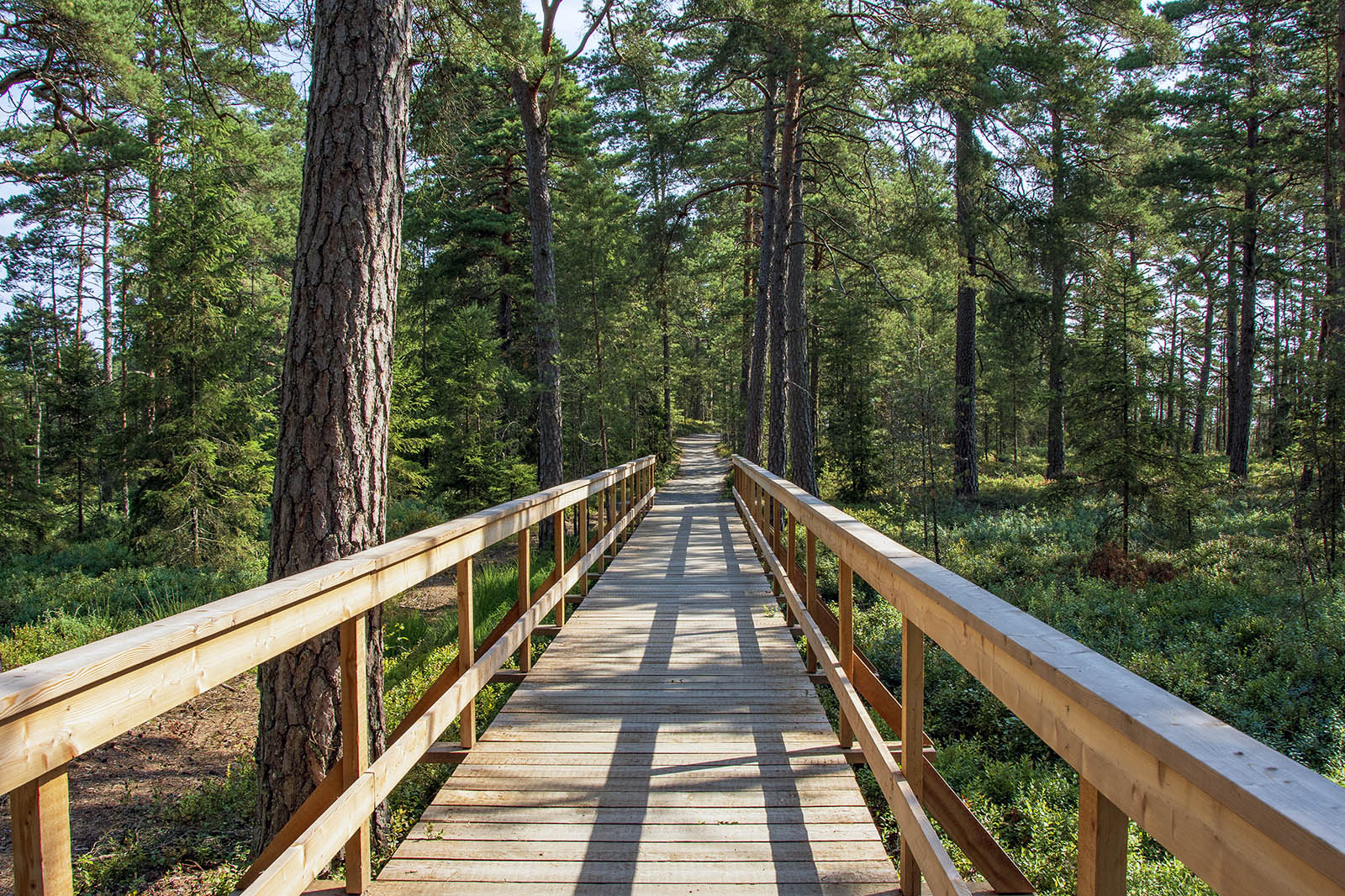 Svartgölsleden Store Mosse Nationalpark