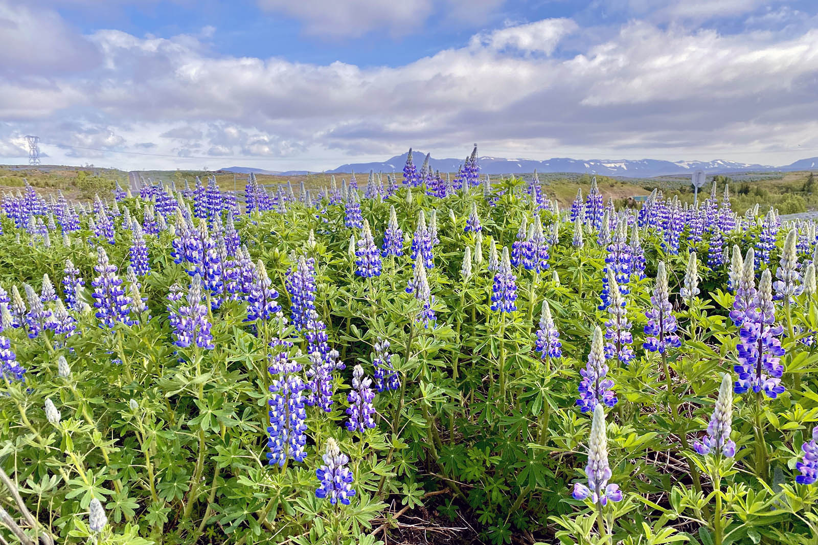 Lupiner Island