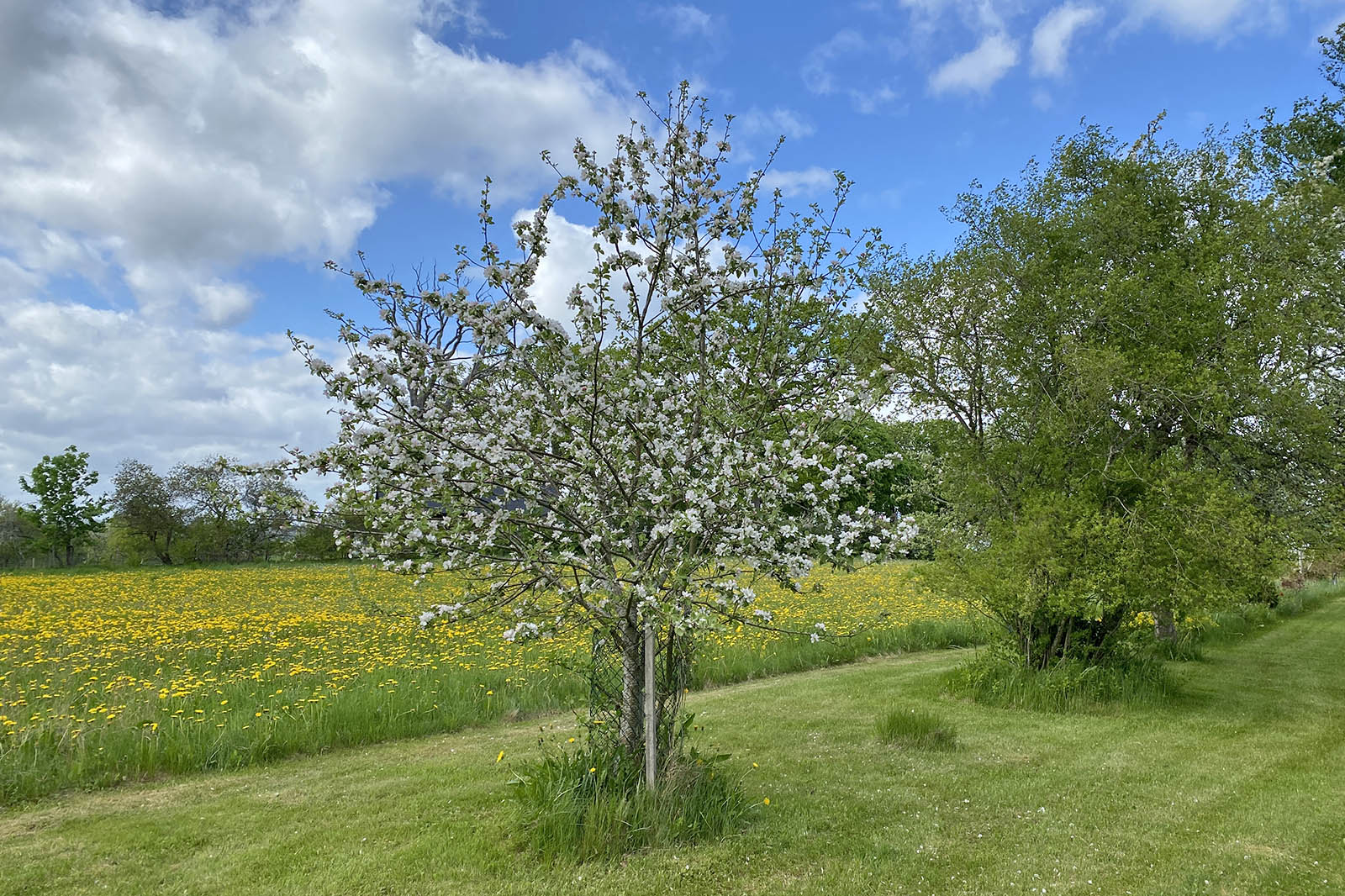 Äppelblom