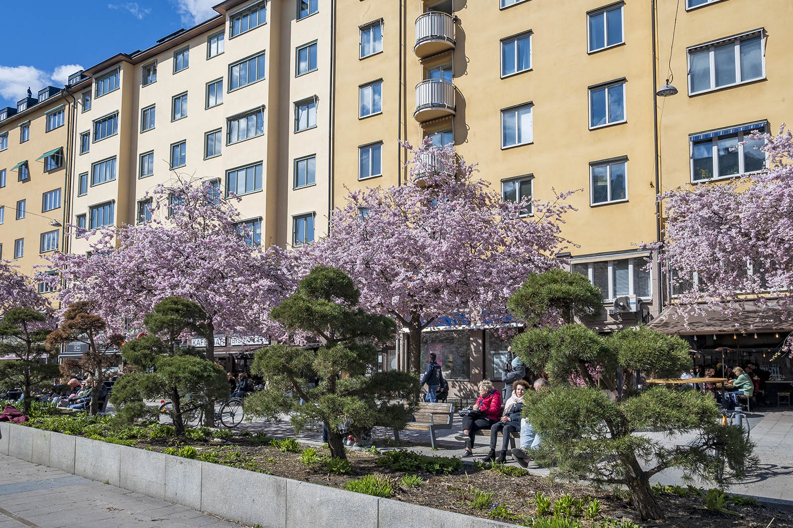 Körsbärsträd Bysistorget