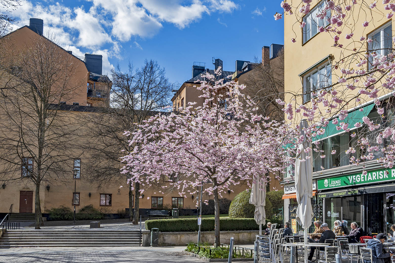 Körsbärsblommor Bysistorget