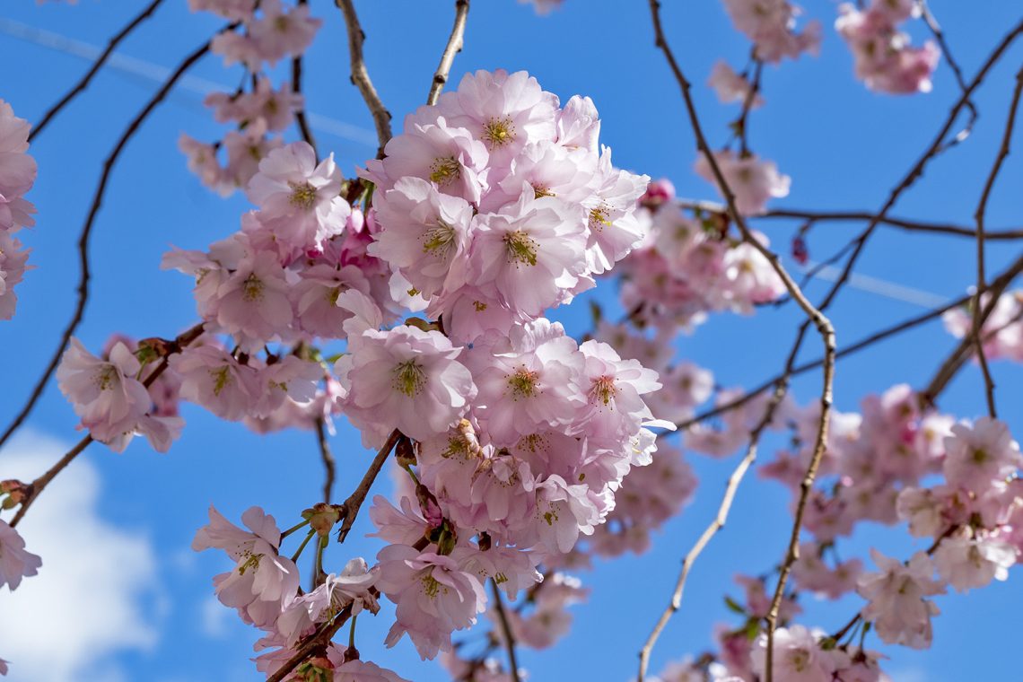 Körsbärsblommor Bysistorget