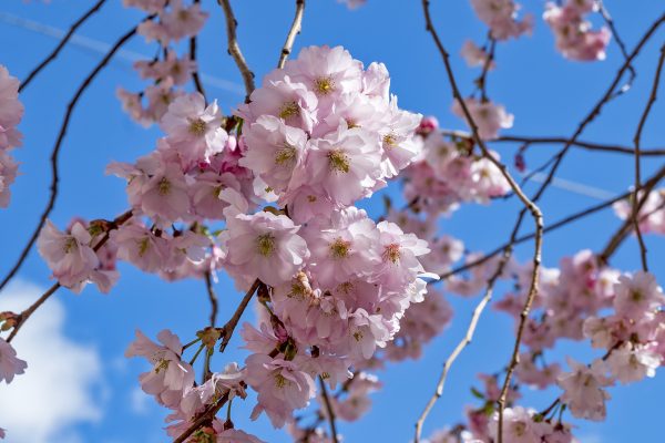 Körsbärsblommor Bysistorget