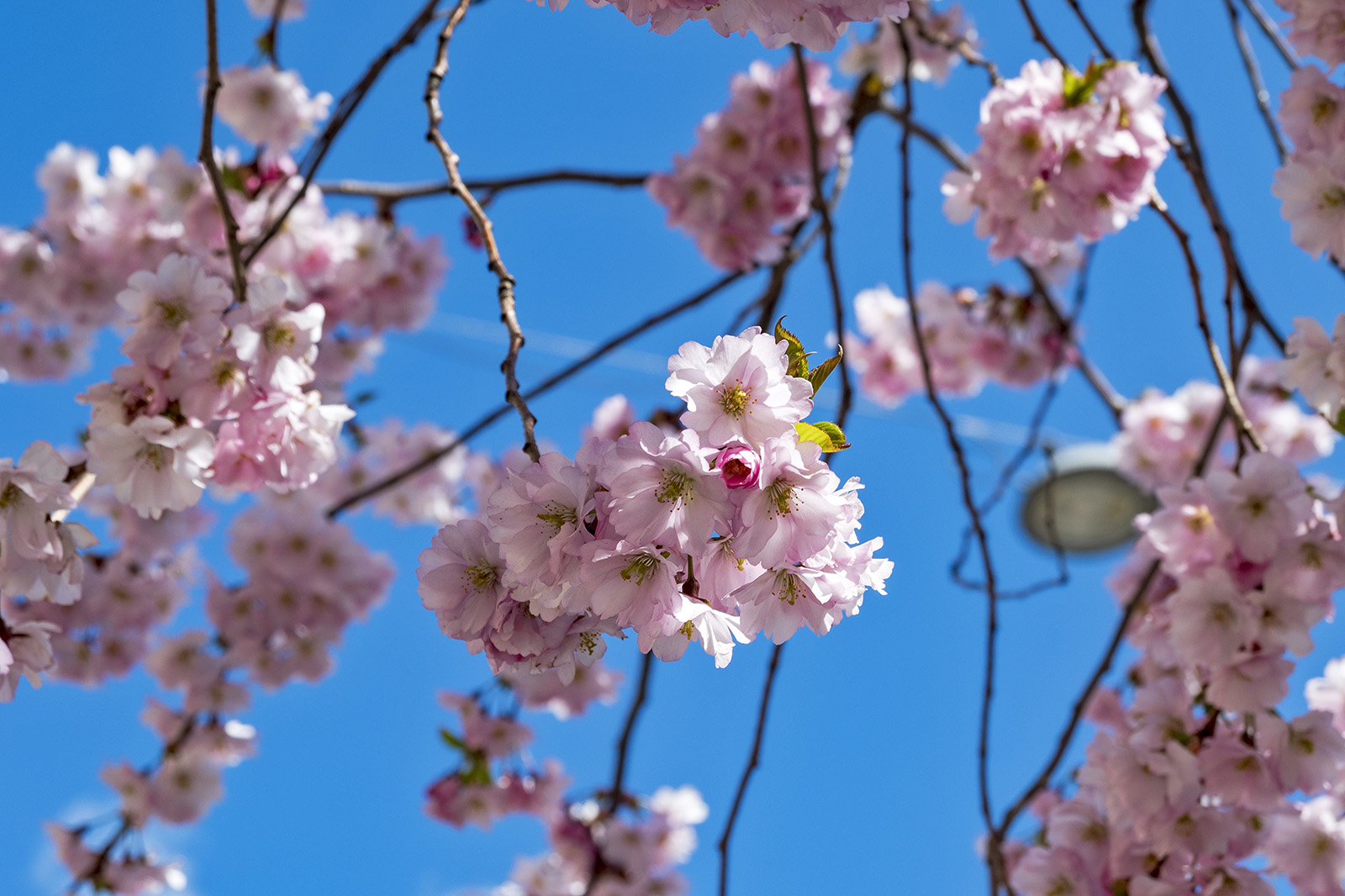 Körsbärsblommor Bysistorget