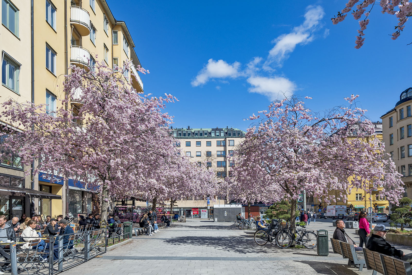 Körsbärsblommor Bysistorget