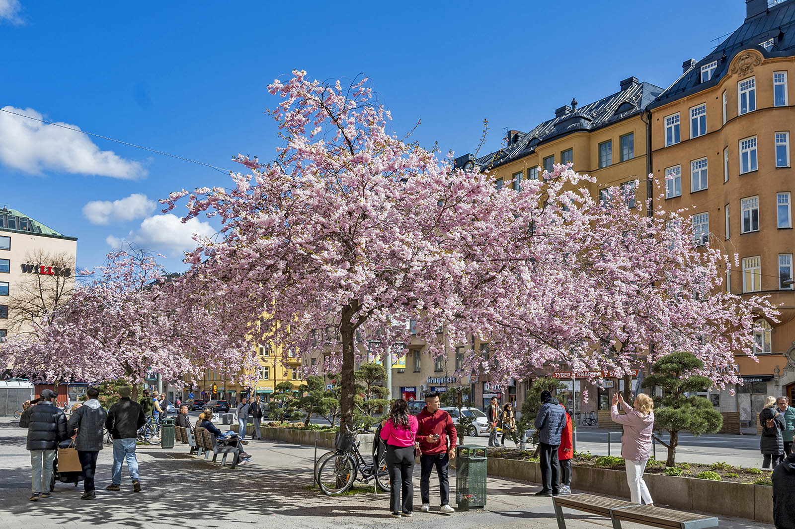 Körsbärsblommor Bysistorget