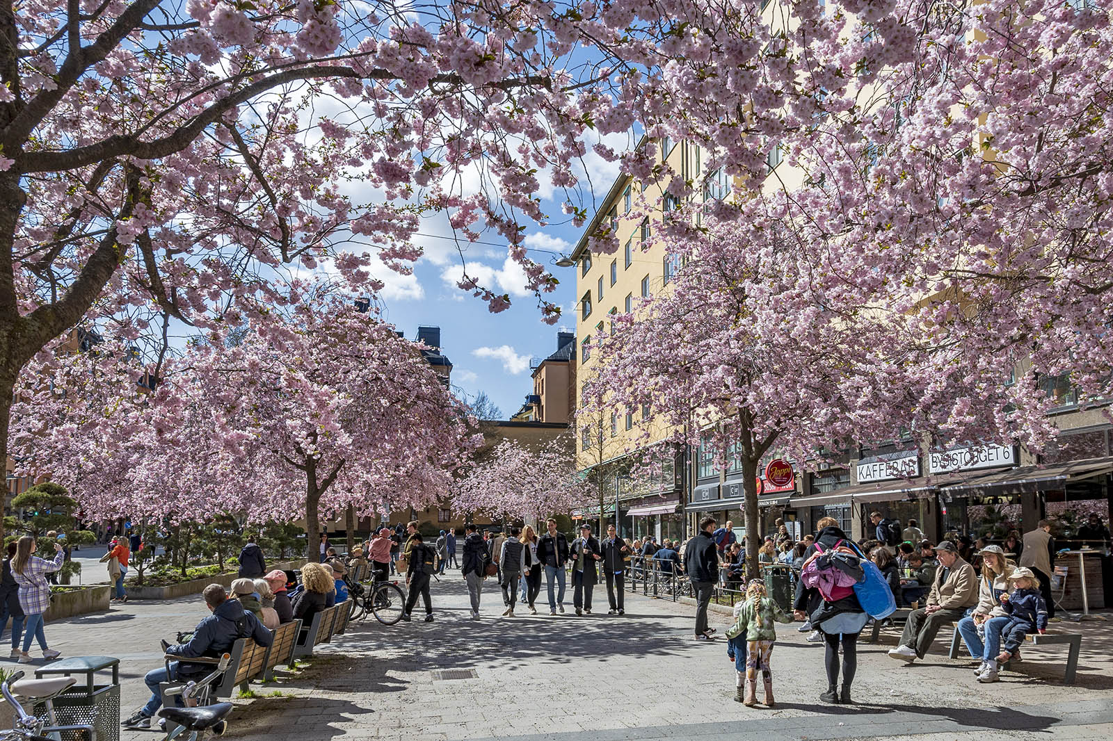 Körsbärsblommor Bysistorget