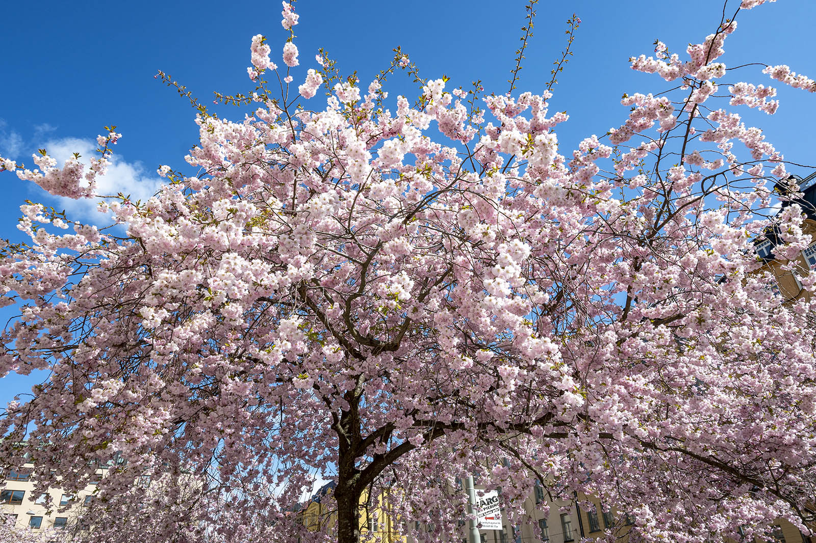 Körsbärsblommor Bysistorget