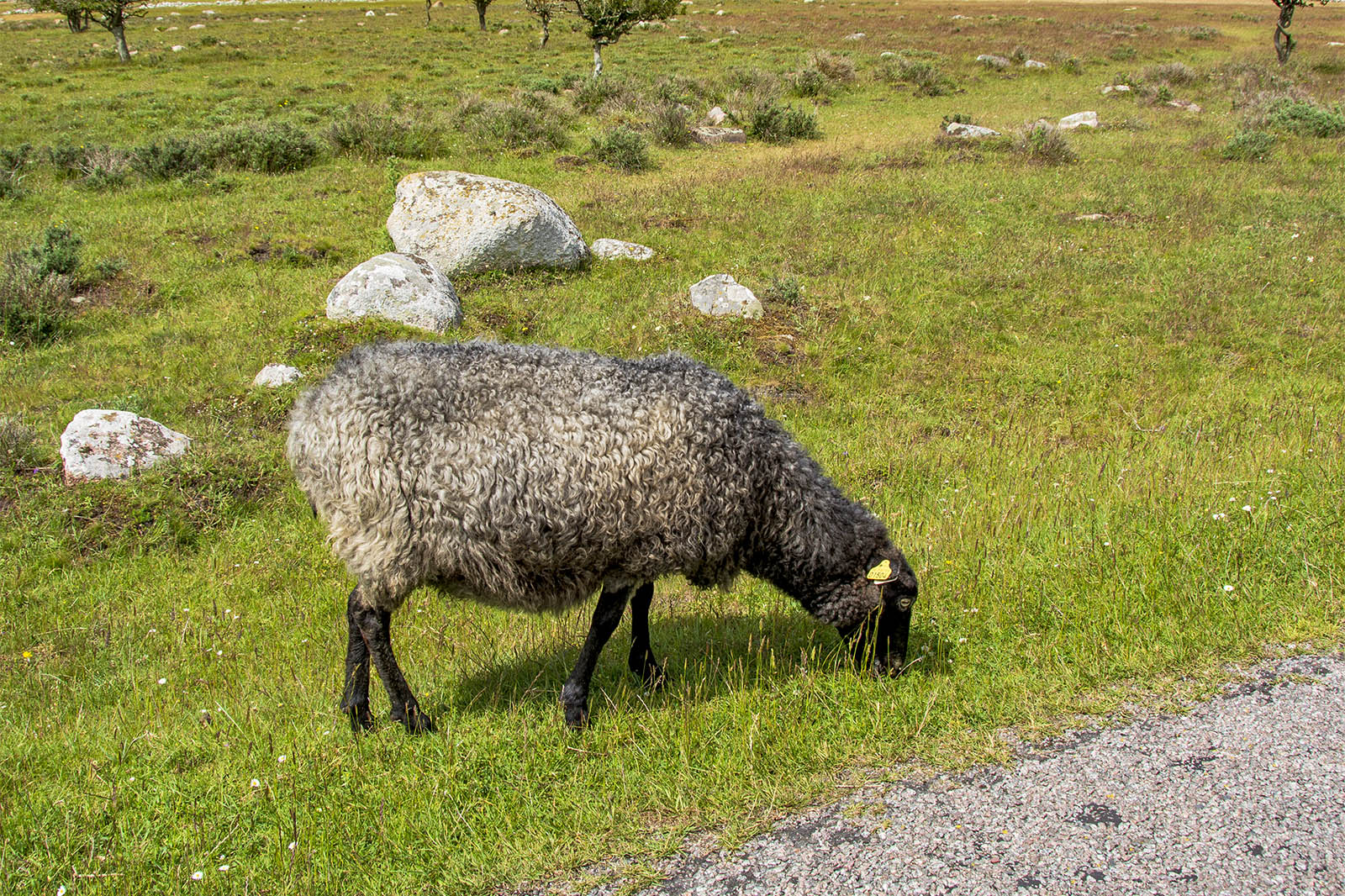 Får Ottenby naturreservat