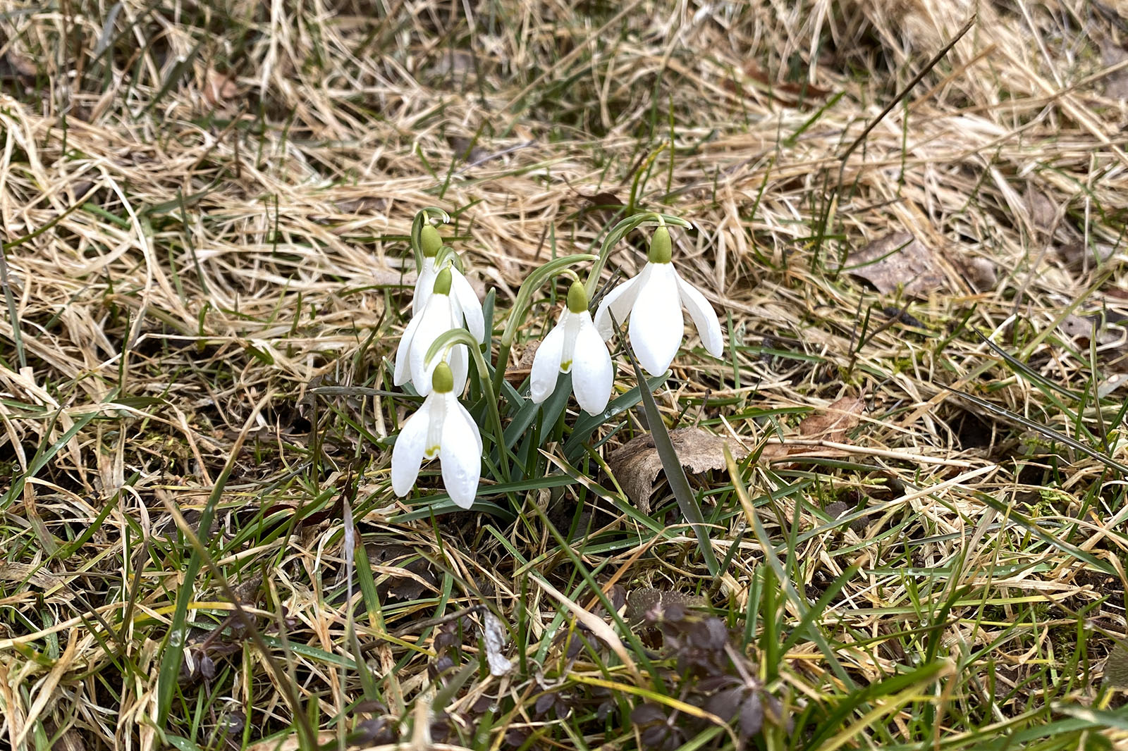 Snödroppar